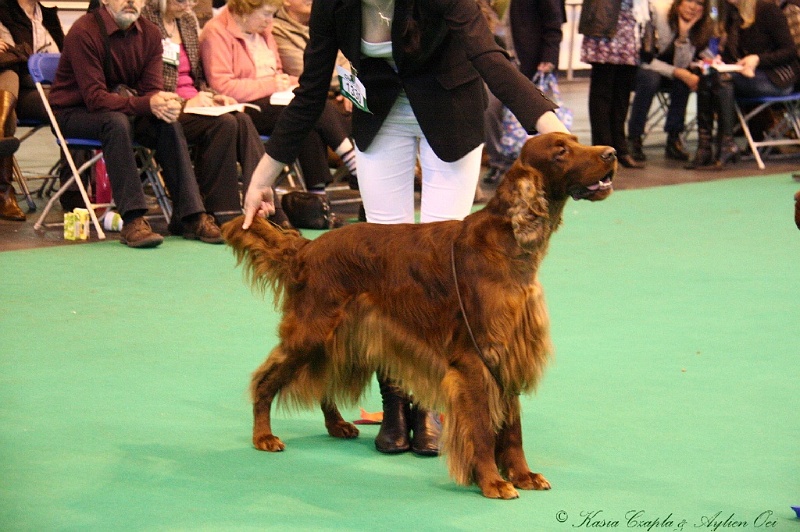 Crufts2011_2 129.jpg